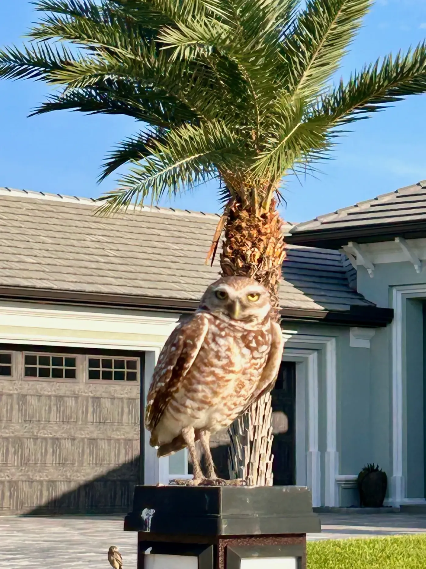 Don’t miss the burrowing owls when you visit Cape Coral!