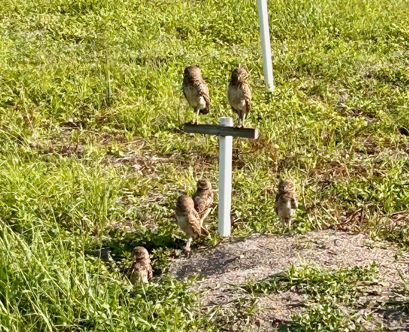 Burrowing Owls 2