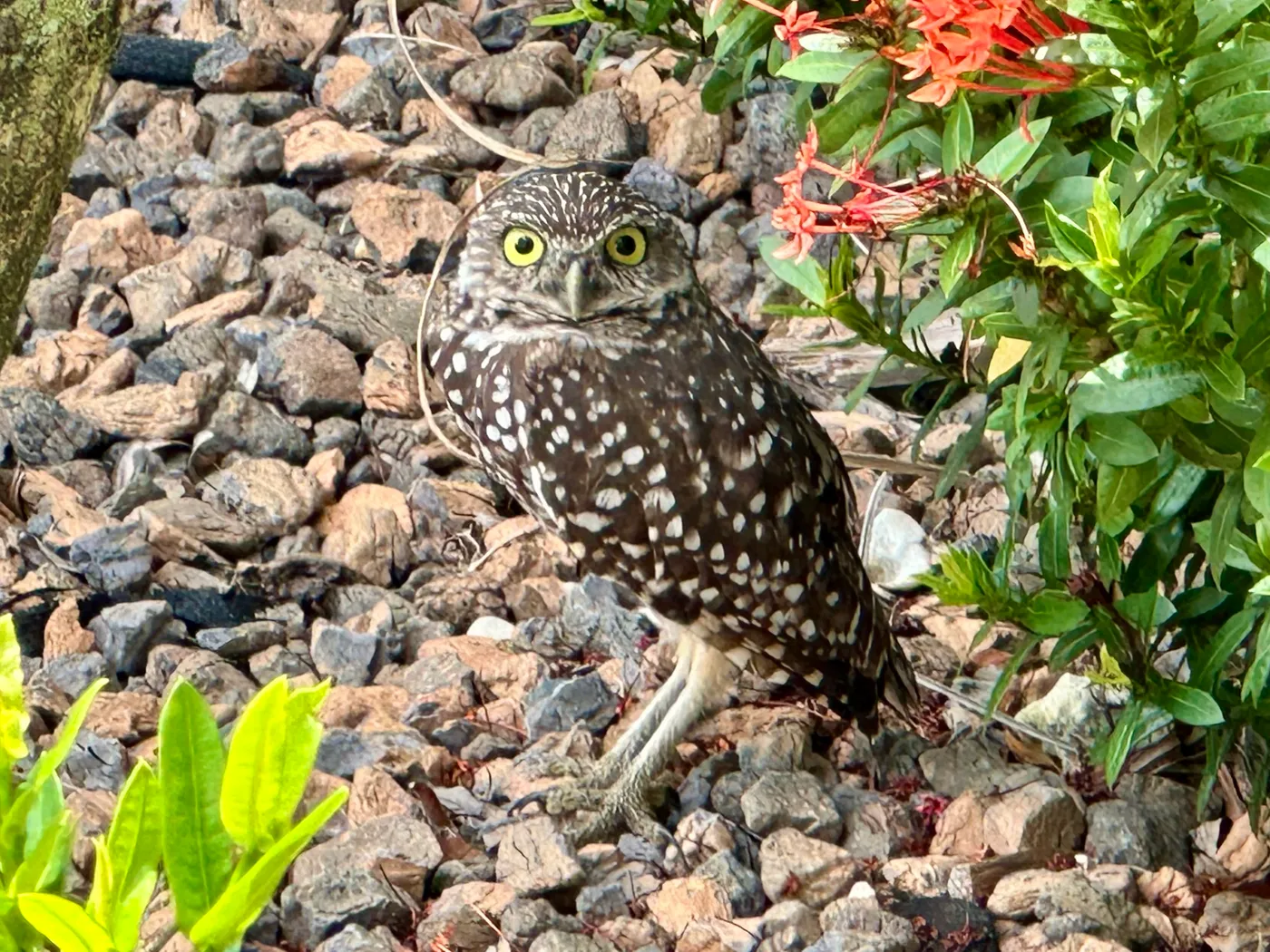 Don’t miss the burrowing owls when you visit Cape Coral!
