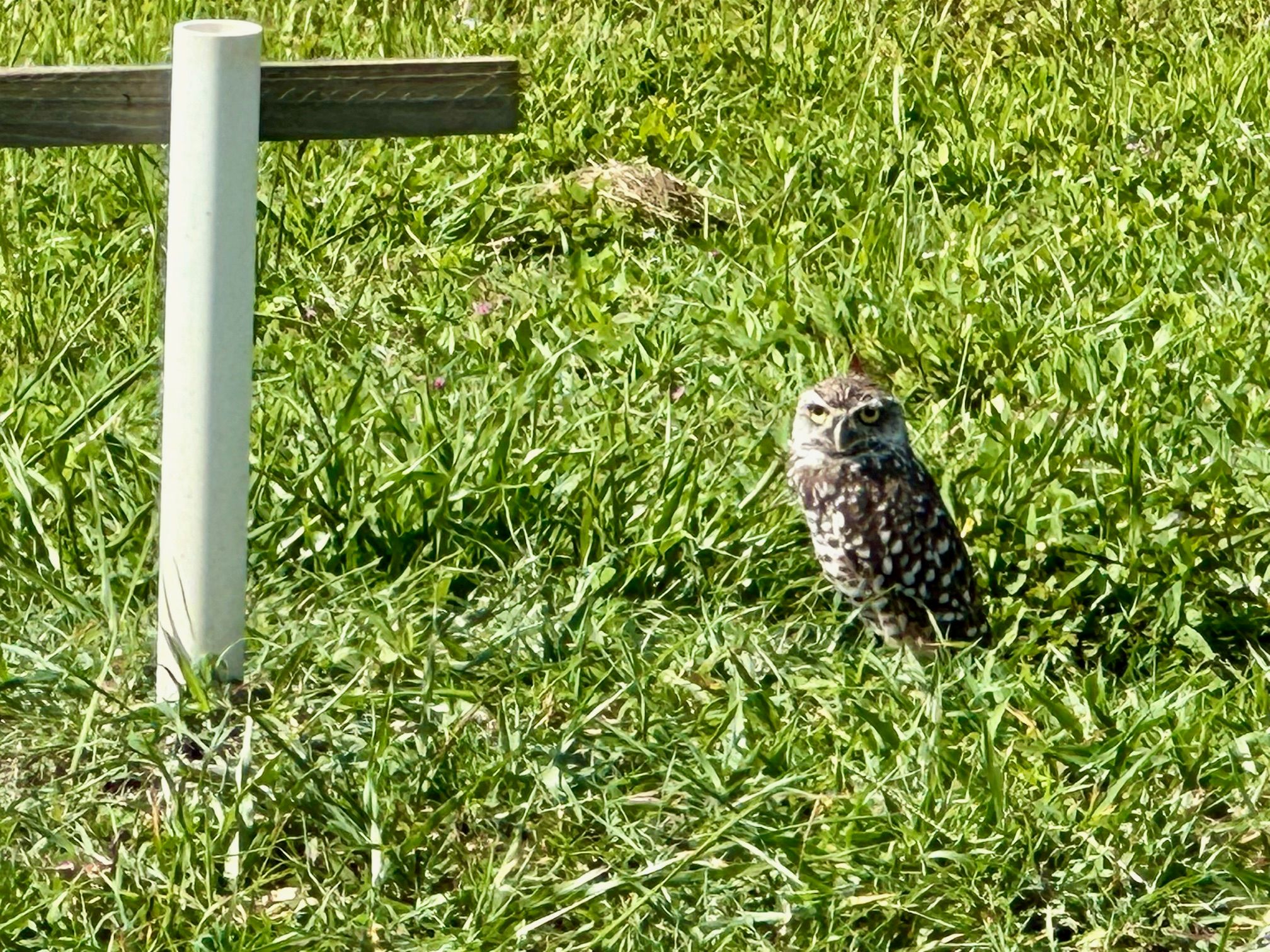 Hospitality Fox Burrowing Owls